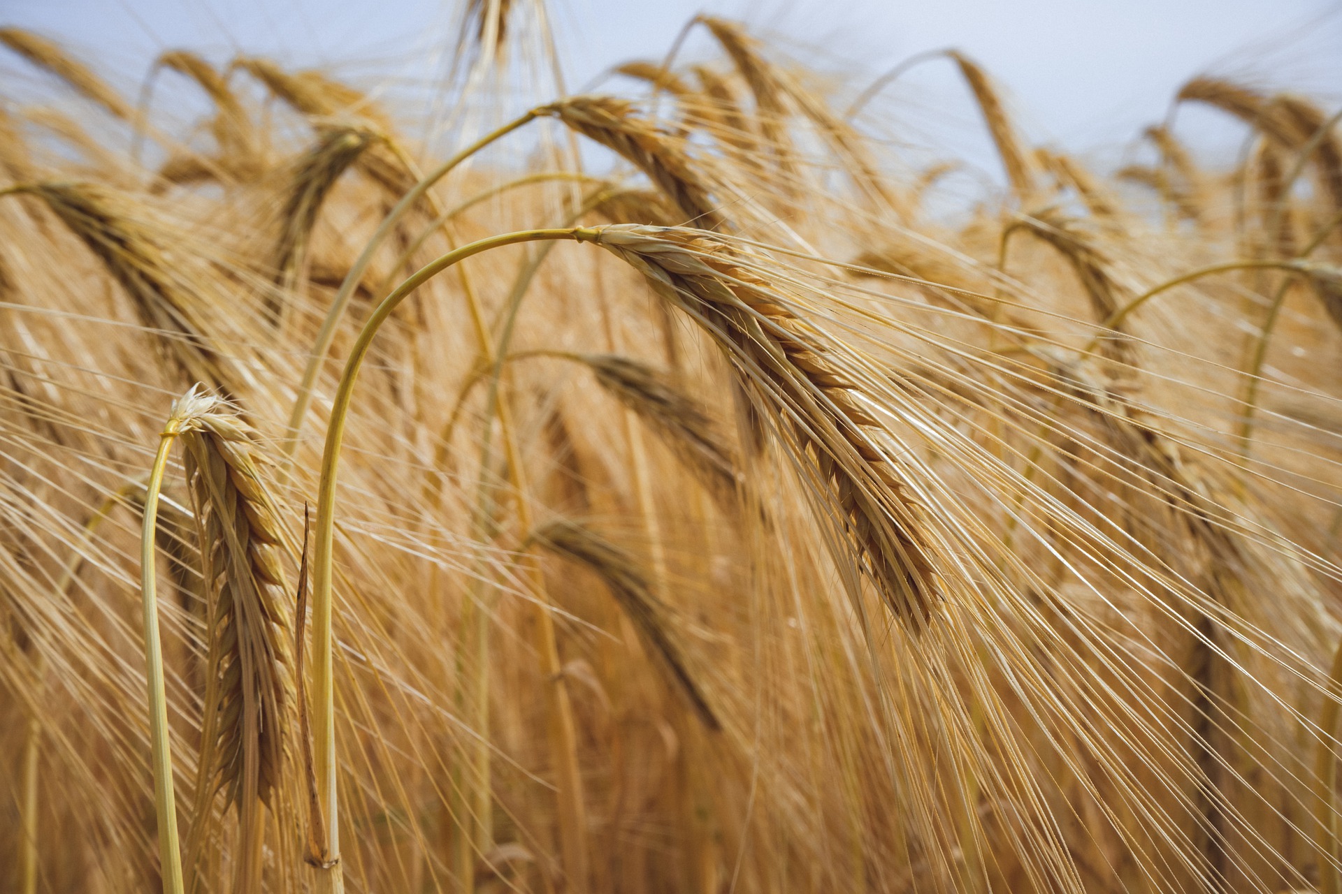 Стабилизация цен на сельхозпродукцию